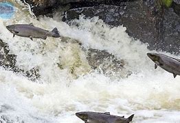 Mengapa Ikan Salmon Tidak Ada Di Indonesia